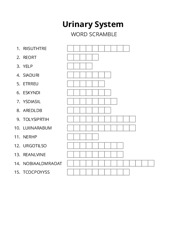 Urinary System word scramble puzzle
